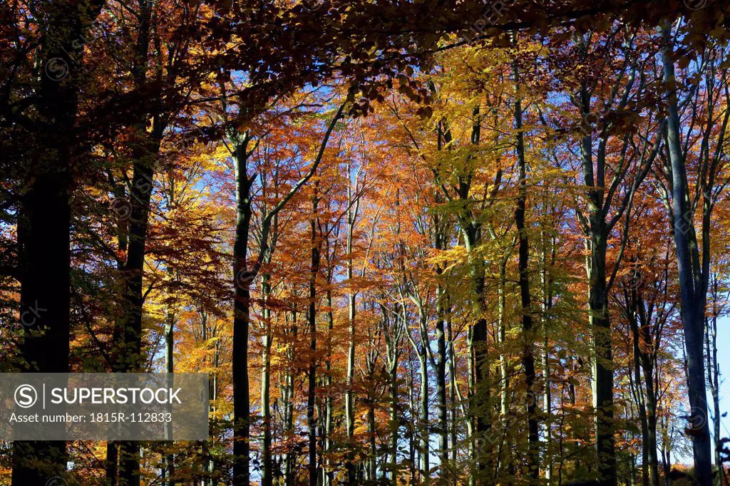 Germany, Saxony, Beech forest in autumn