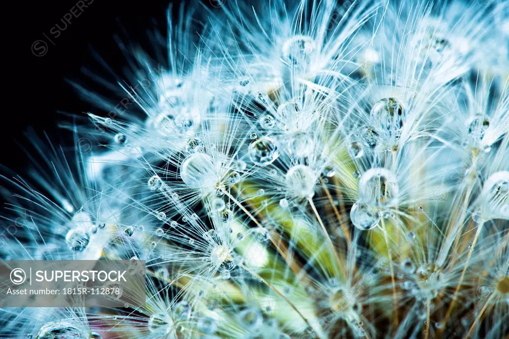 Close up of common dandelion