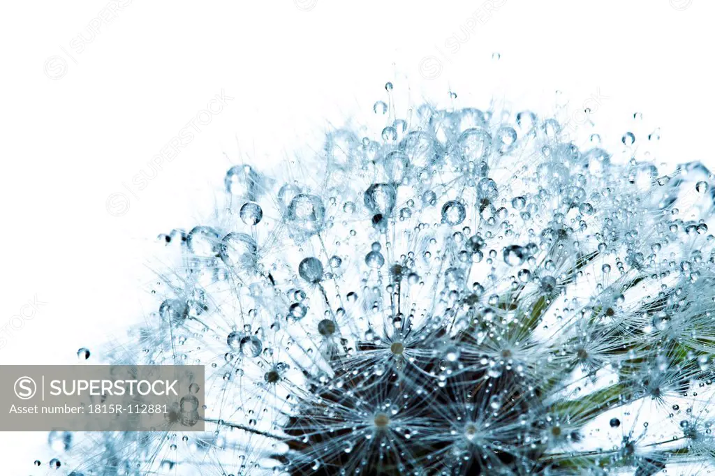 Close up of common dandelion