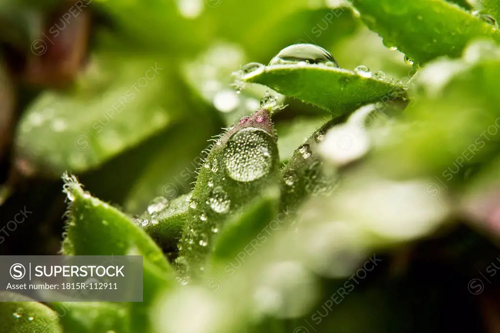 Close up of dewdrops on green succulent plants