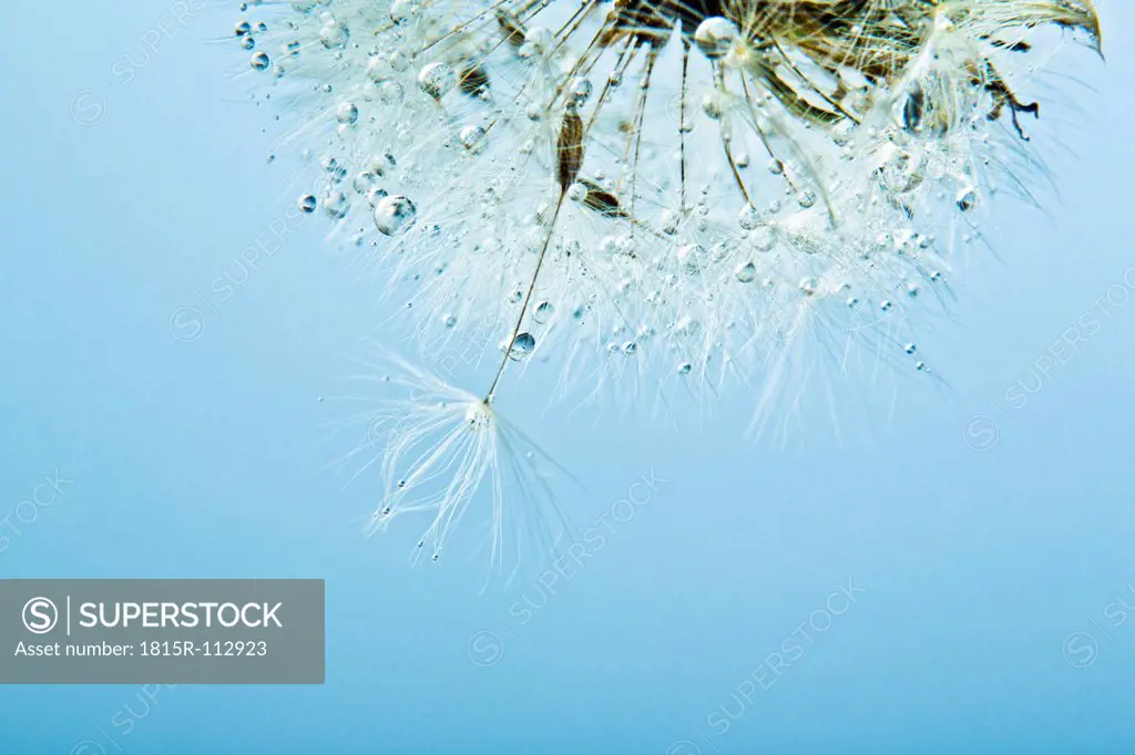 Close up of common dandelion on blue background
