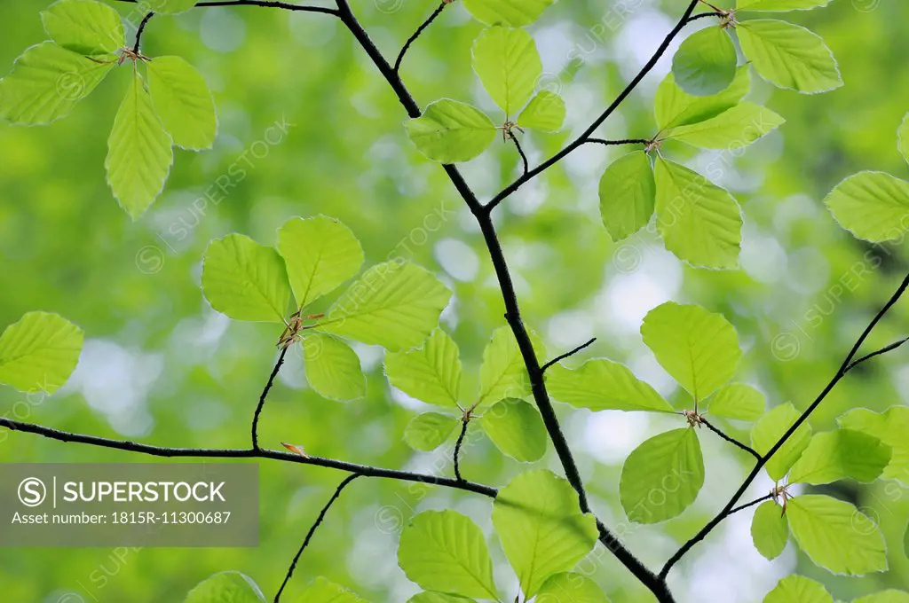 Leaves of European beech (Fagus) in spring, view from below