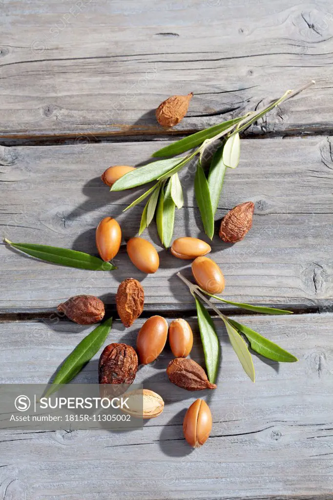Argan nuts and leaves from Argan tree, Argania spinosa