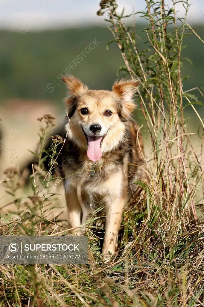 Mongrel standing on a meadow