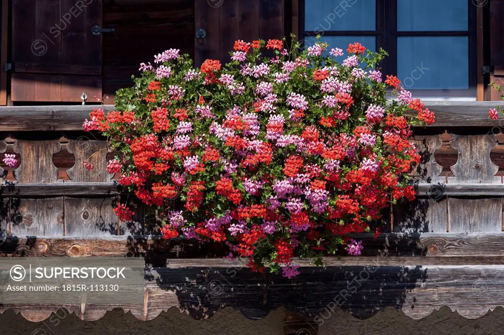 Germany, Bavaria, Geranium on window sill