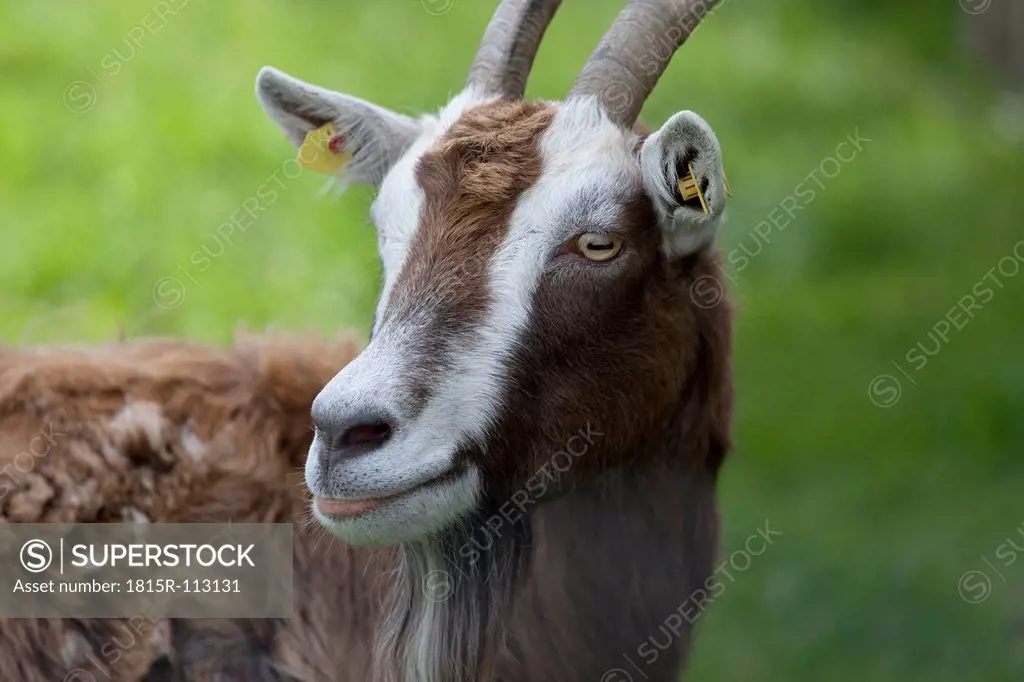 Germany, Bavaria, Close up of goat
