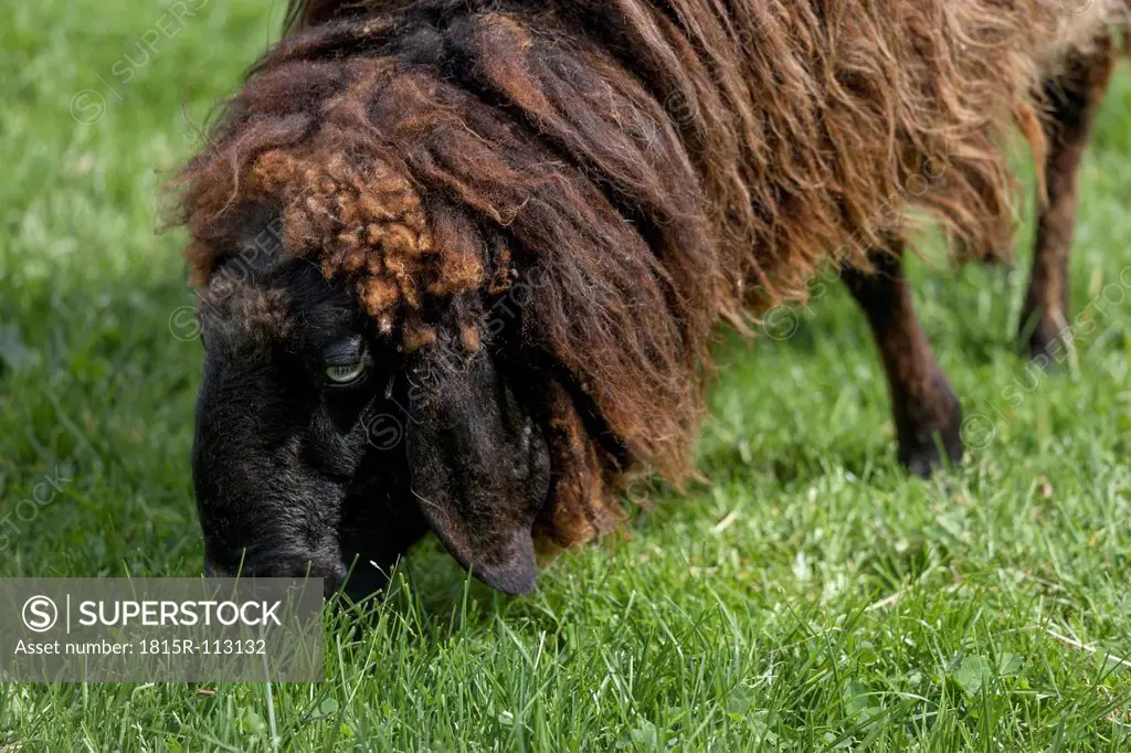 Germany, Bavaria, Brown mountain sheep on meadow