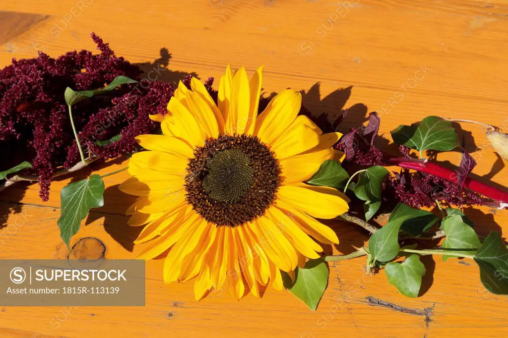 Germany, Table decoration with sunflower, ivy and foxtail amarnath