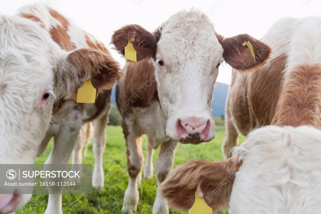 Germany, Bavaria, Calves on meadow near Oberammergau