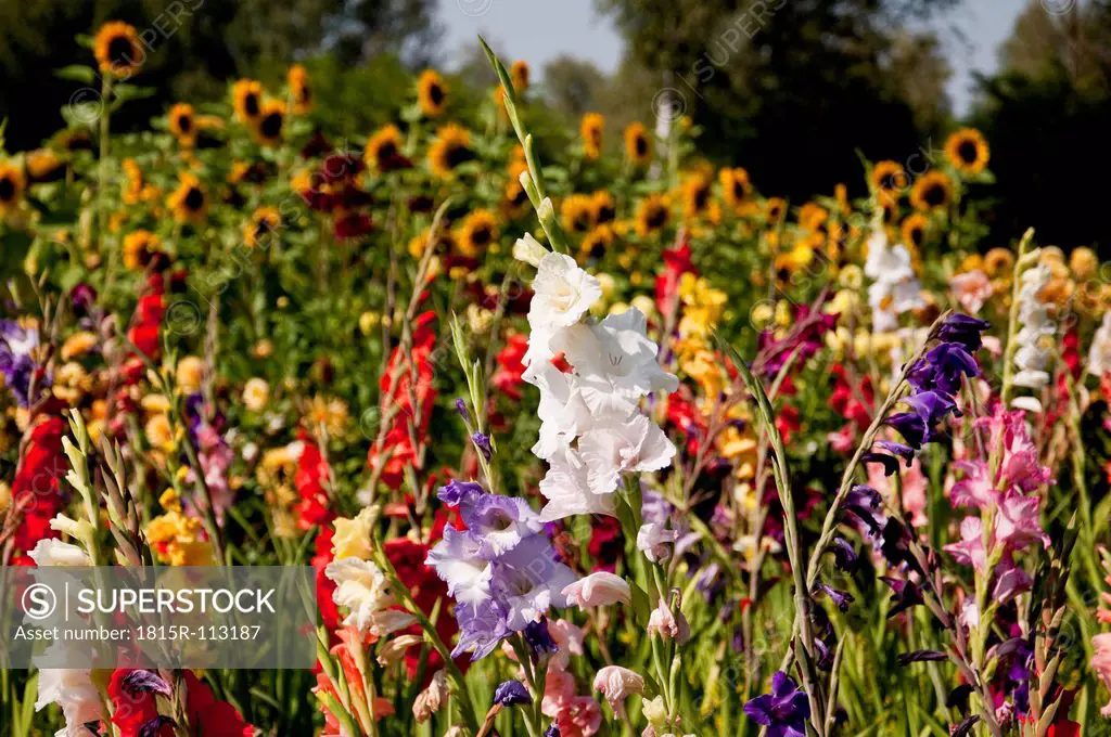 Germany, Bavaria, Field of Gladiolus, sunflowers in background