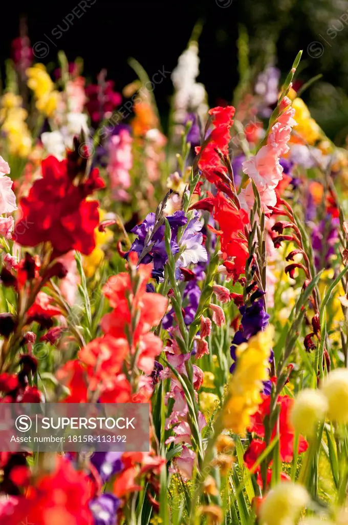 Germany, Bavaria, Field of Gladiolus, close up