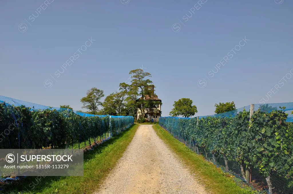 Germany, Baden Wuerttemberg, View of vineyards and viewing tower