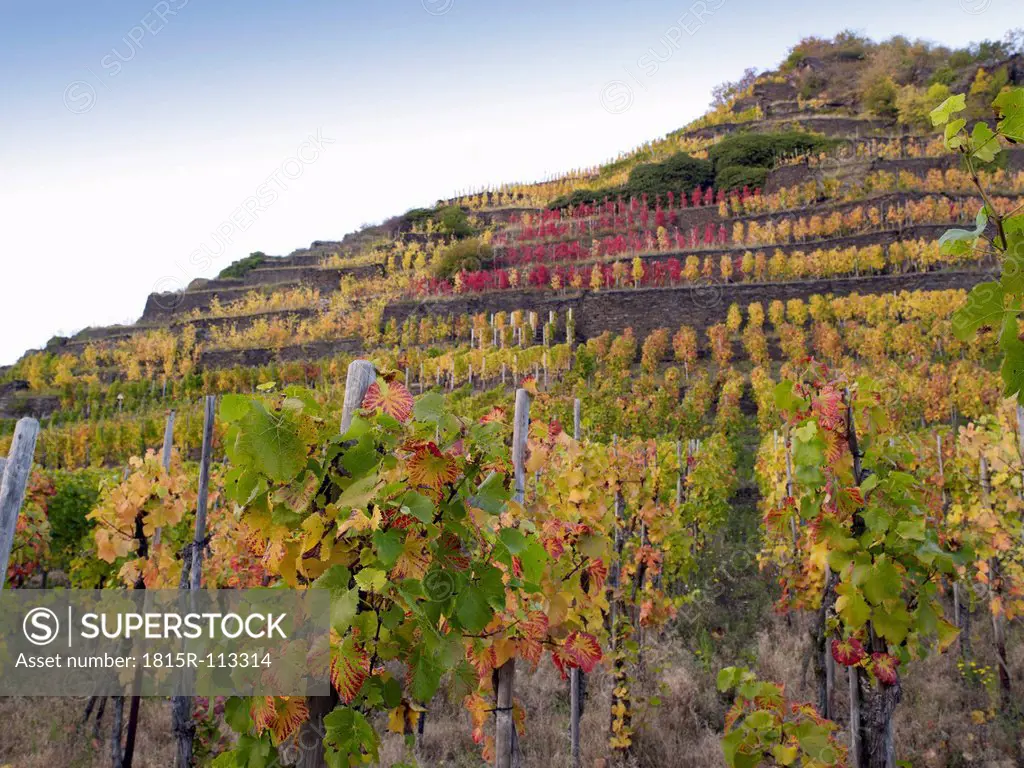 Germany, Rhineland Palatinate, View of vineyards at Ahr Valley