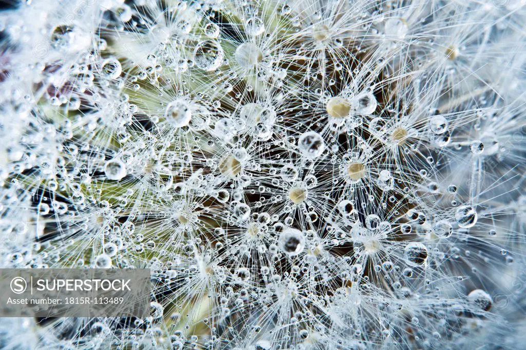 Close up of common dandelion