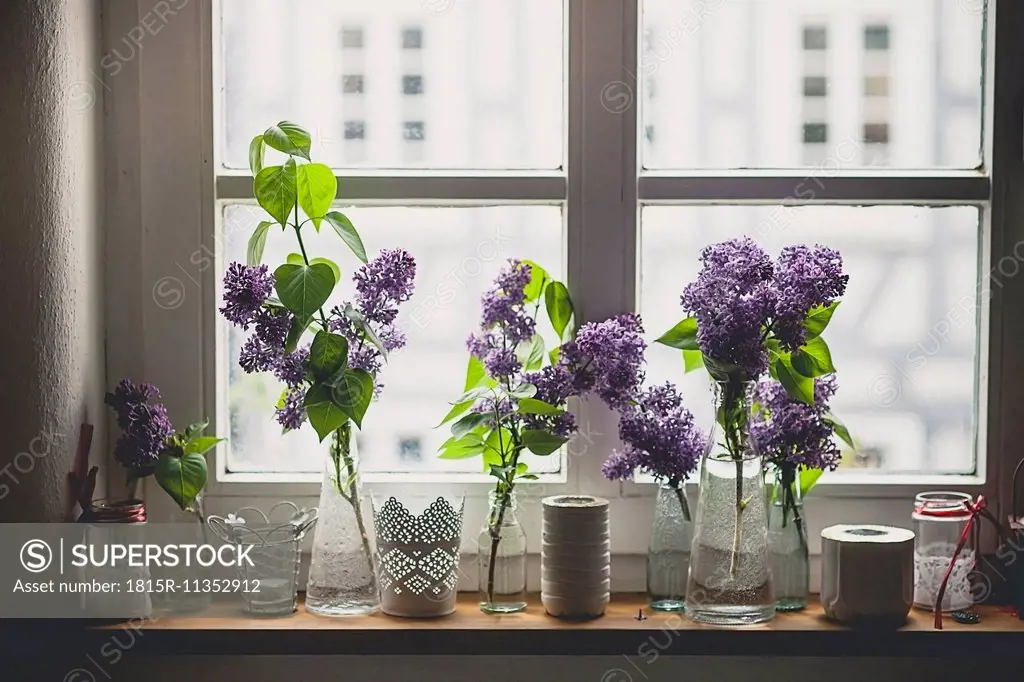Row of different vases with lilac, Syringa, on window sill