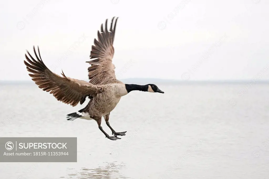 Canada goose, Branta canadensis, landing on water