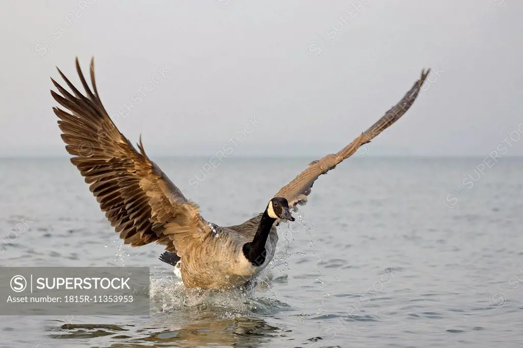 Canada goose, Branta canadensis, landing on water