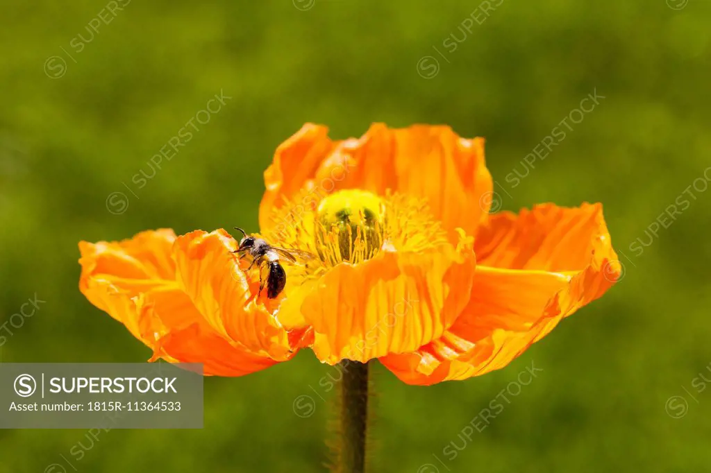 Germany, Baden-Wuerttemberg, Bee, Apiformes, on poppy, Papaver