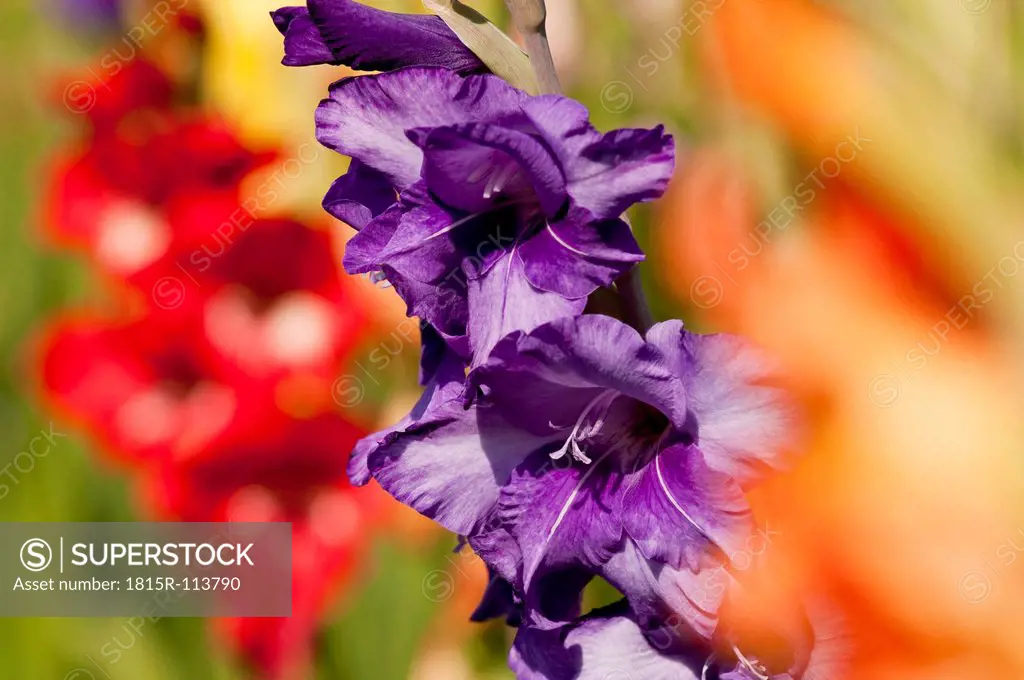 Germany, Close up of Gladiolus