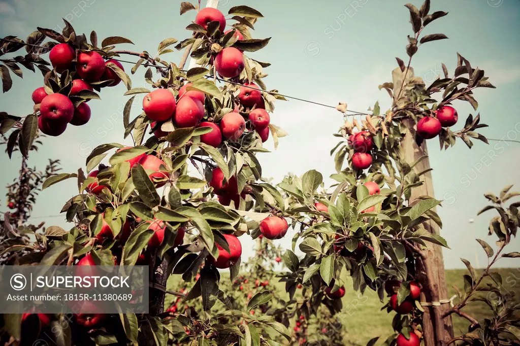 Germany, Hamburg region, Apples in tree