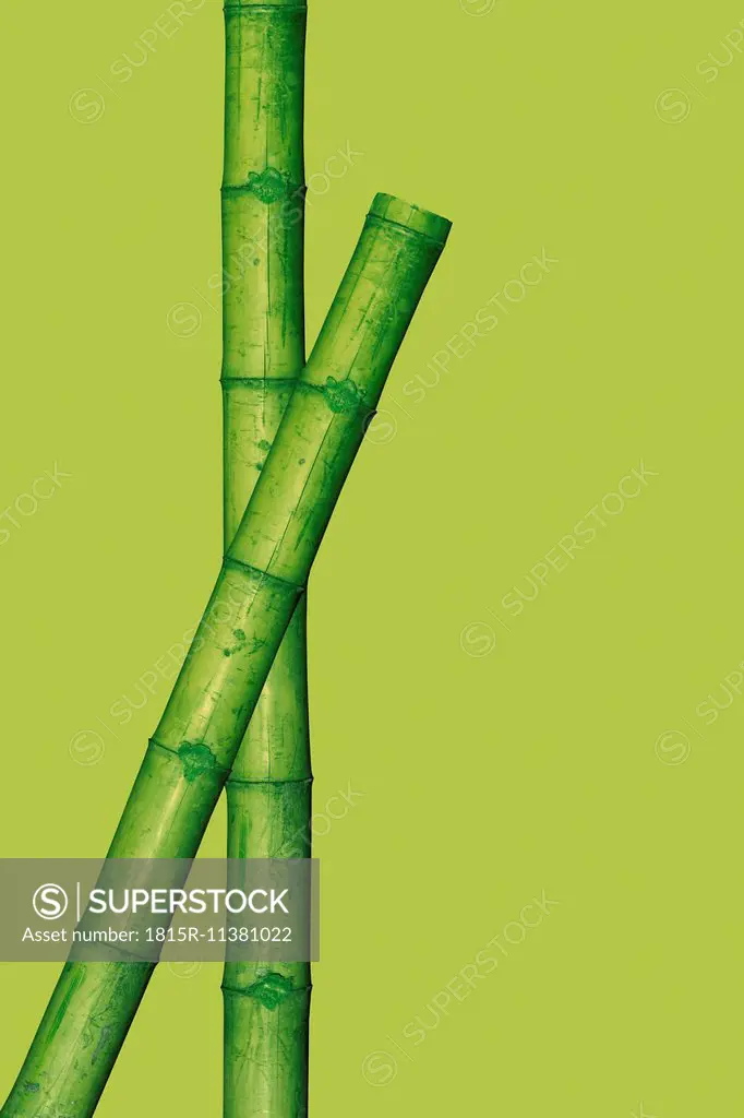 Two green bamboo sticks in front of light green background