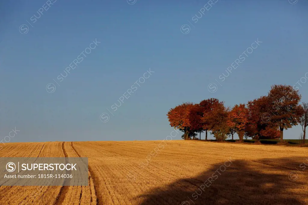 Germany, Saxony, View of agricultural field in autumn