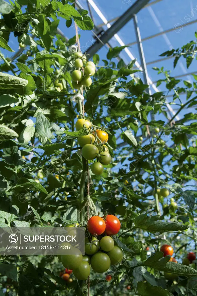 Germany, Bavaria, Tomatoes growing on tomato plant
