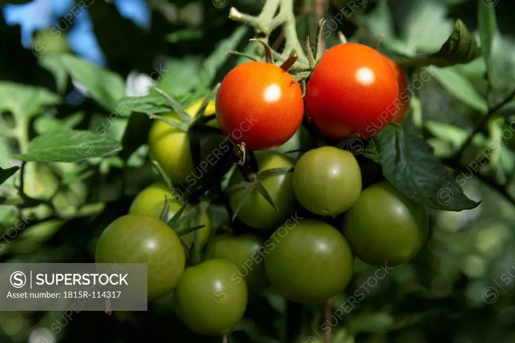 Germany, Tomatoes growing on tomato plant