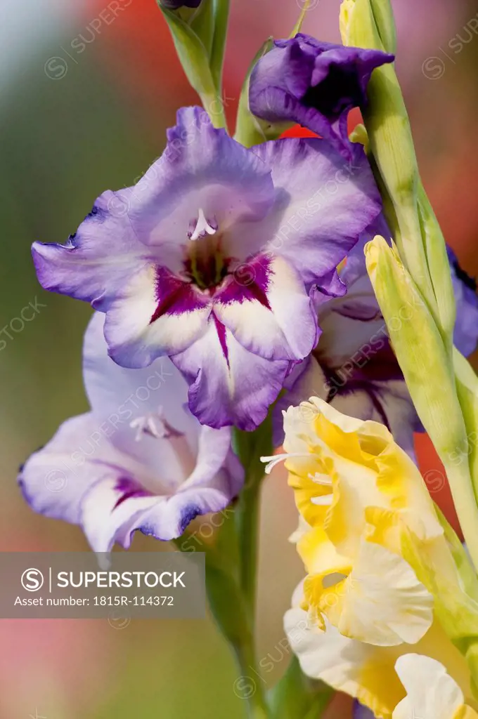 Germany, Bavaria, Close up of Gladiolus