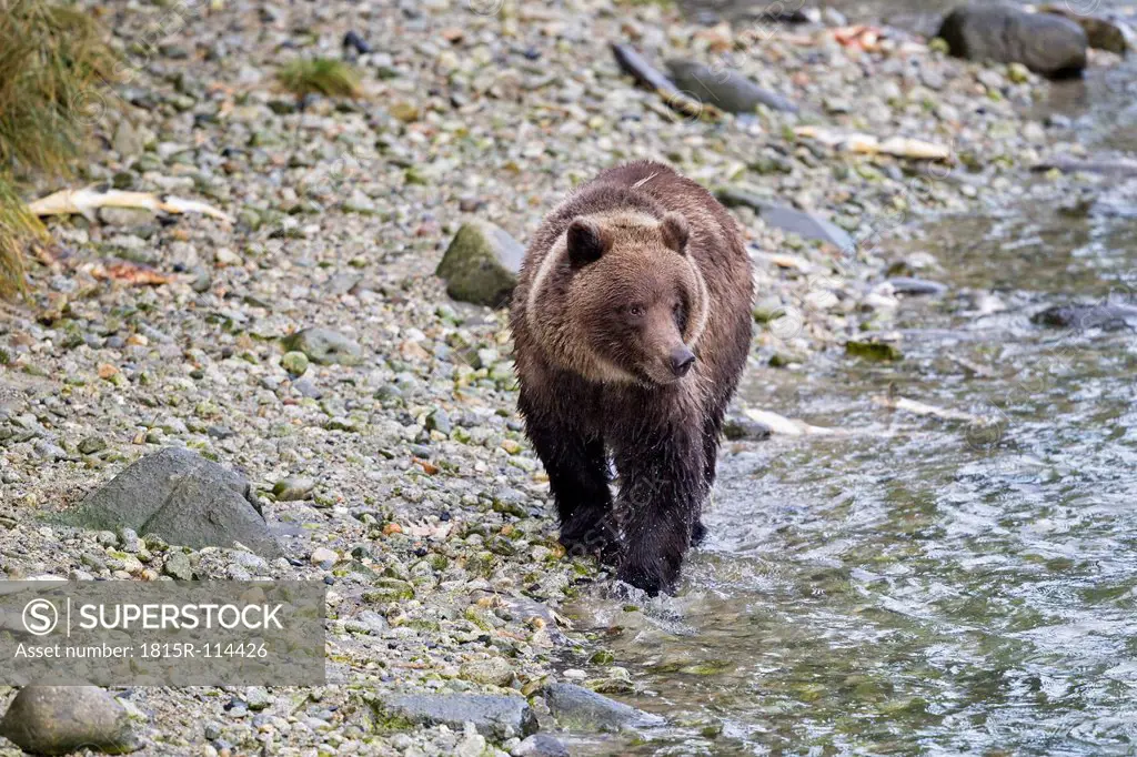 USA, Alaska,Brown bear walking at Chilkoot Lake