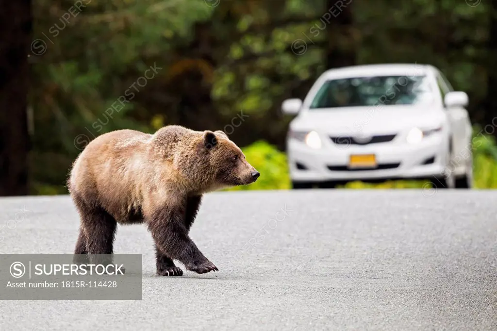 USA, Alaska, Brown bear crossing road in front of car