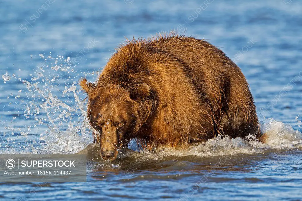 USA, Alaska, Brown bear in Silver Salmon Creek at Lake Clark National Park and Preserve