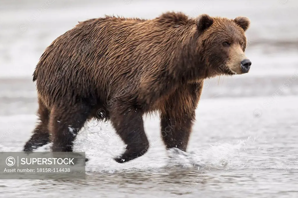 USA, Alaska, Brown bear in Silver salmon creek at Lake Clark National Park and Preserve