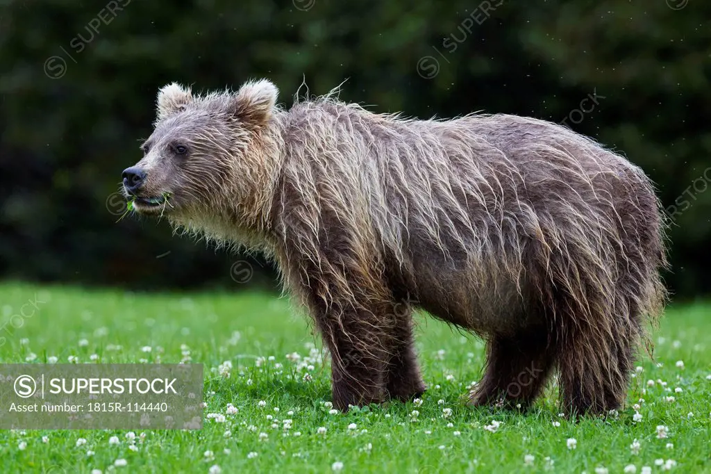 USA, Alaska, Young brown bear at Lake Clark National Park and Preserve