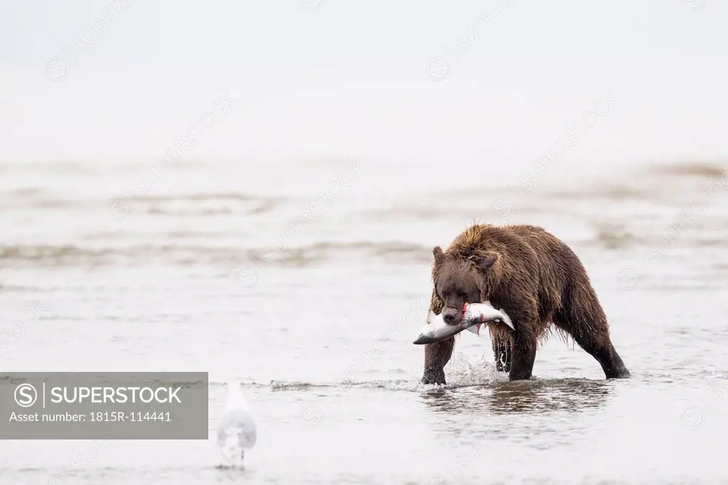 USA, Alaska, Brown bear with caught salmon in Silver Salmon Creek at Lake Clark National Park and Preserve