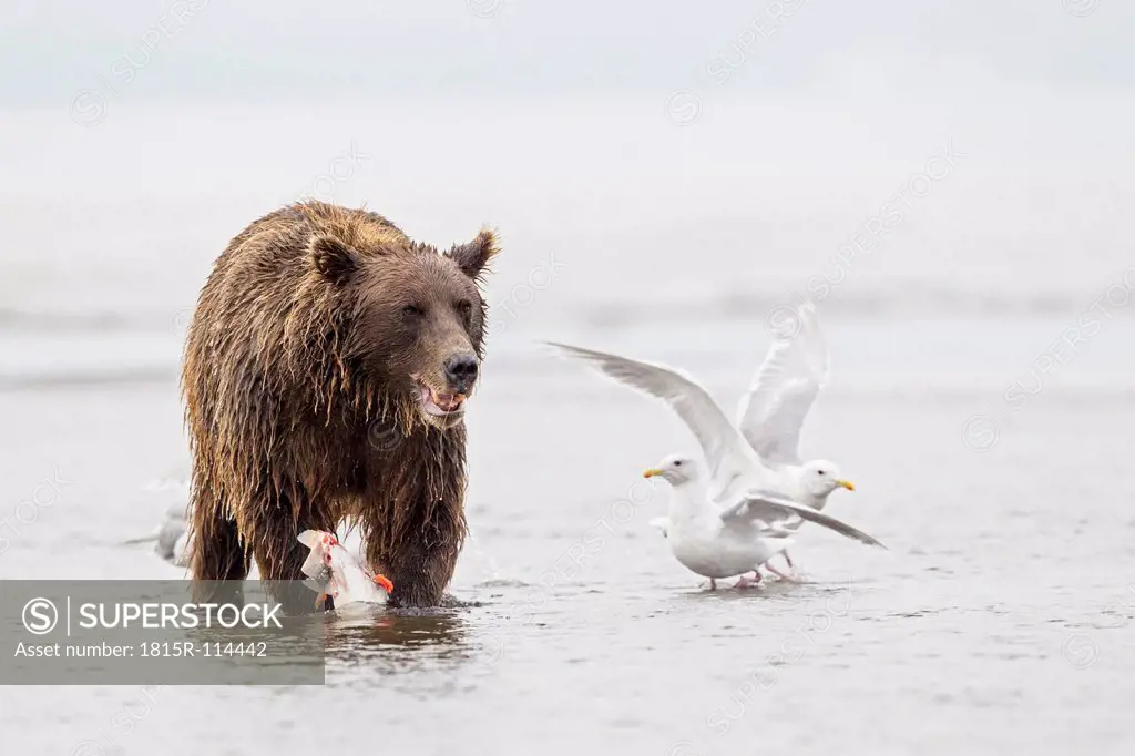 USA, Alaska, Brown bear with caught salmon in Silver Salmon Creek at Lake Clark National Park and Preserve