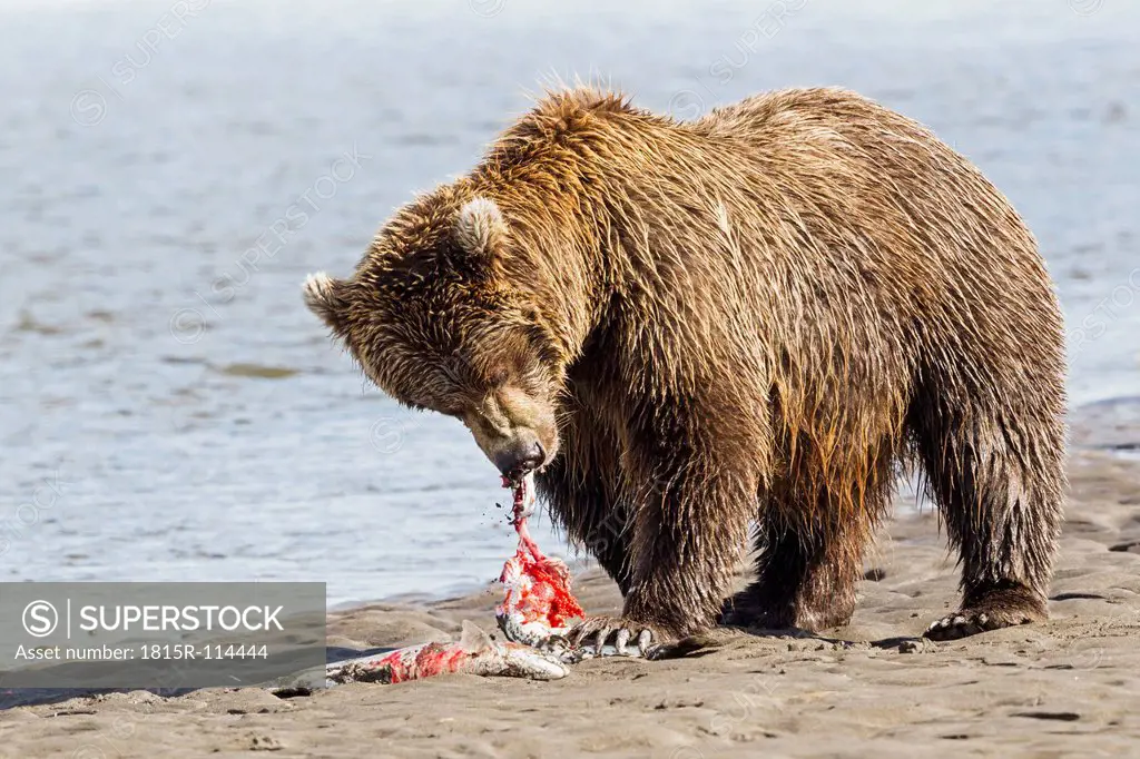 USA, Alaska, Brown bear with caught salmon at Lake Clark National Park and Preserve