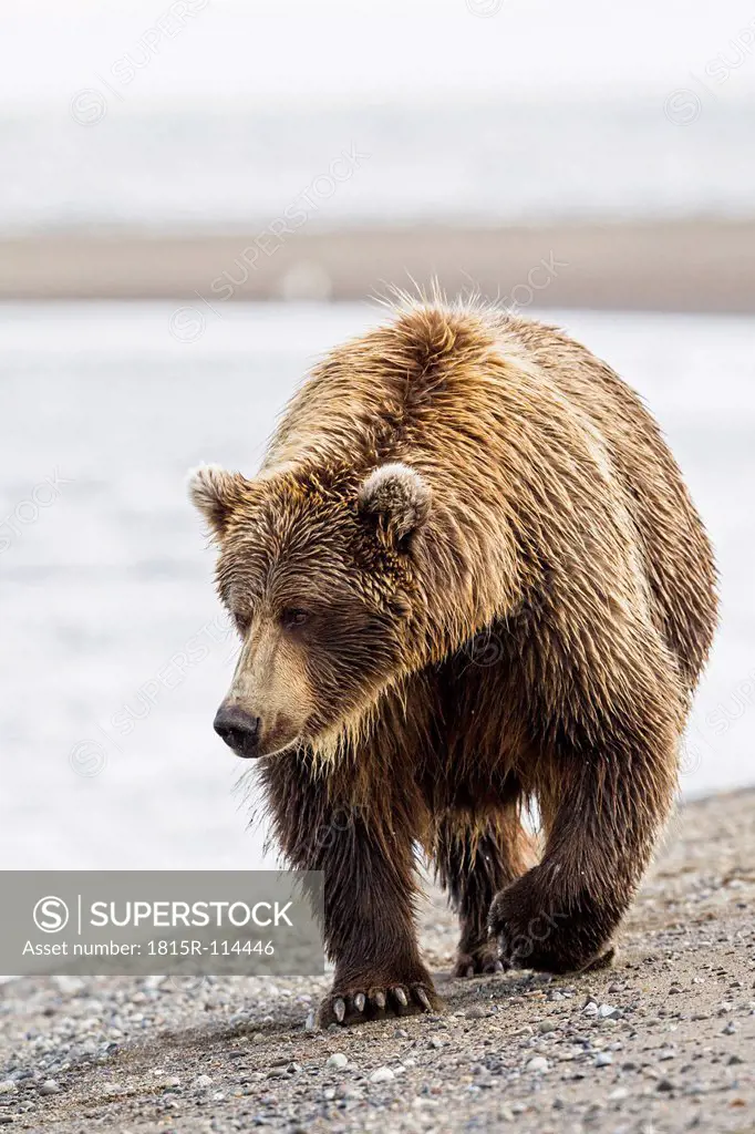 USA, Alaska, Brown bear walking at Lake Clark National Park and Preserve