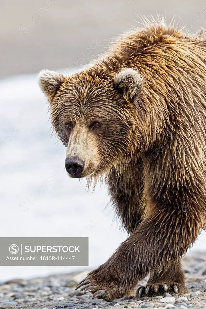 USA, Alaska, Brown bear walking at Lake Clark National Park and Preserve