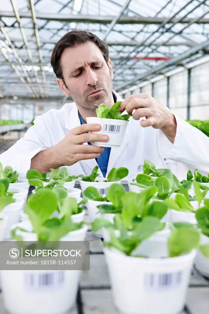 Germany, Bavaria, Munich, Scientist in greenhouse examining corn salad plants