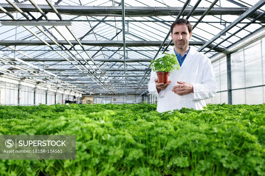 Germany, Bavaria, Munich, Scientist standing between parsley plant in greenhouse
