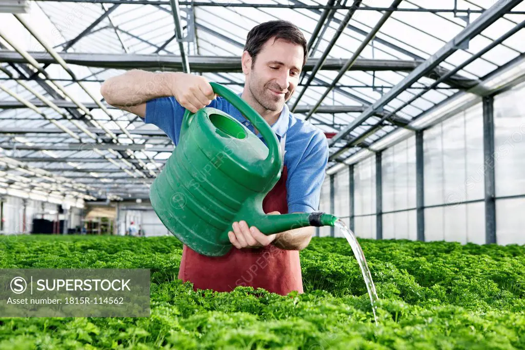 Germany, Bavaria, Munich, Mature man in greenhouse watering parsley plants
