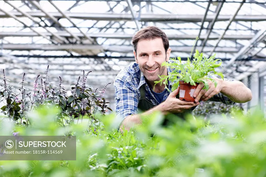 Germany, Bavaria, Munich, Mature man in greenhouse with rocket plant