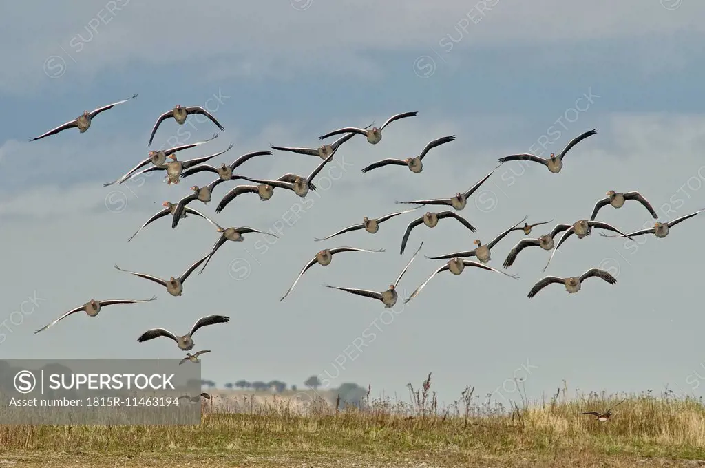 Germany, Schleswig-Holstein, flock of flying grey gooses, Anser Anser