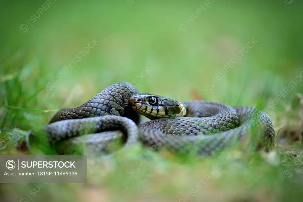 Grass snake, Natrix Natrix, lying on a meadow