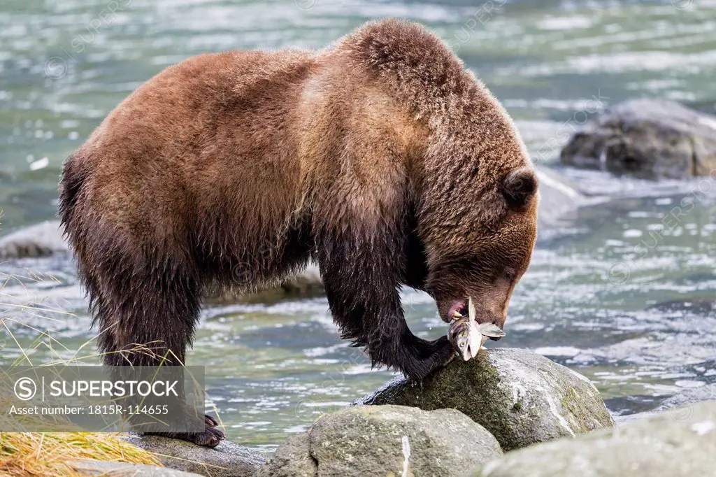 USA, Alaska, Brown bear caught salmon at Chilkoot Lake