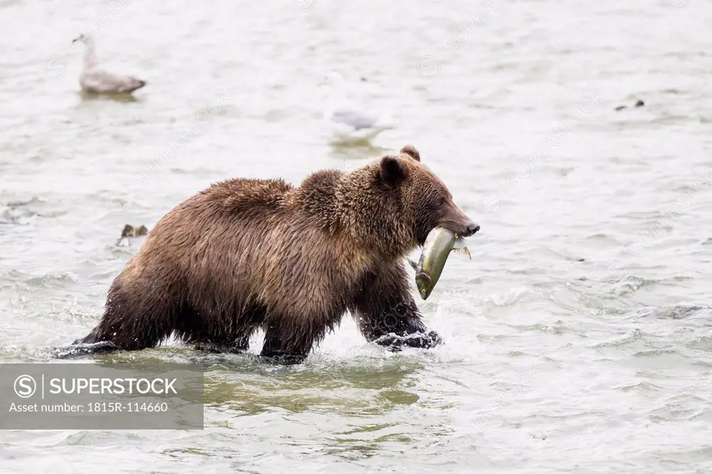 USA, Alasaka, Brown bear in Chilkoot Lake with caught salmon