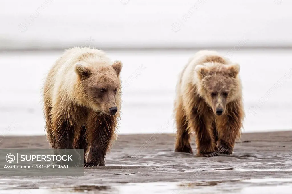 USA, Alaska, Brown bear at Lake Clark National Park and Preserve