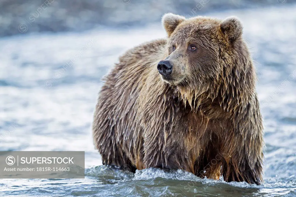 USA, Alaska, Brown bear in Silver salmon creek at Lake Clark National Park and Preserve