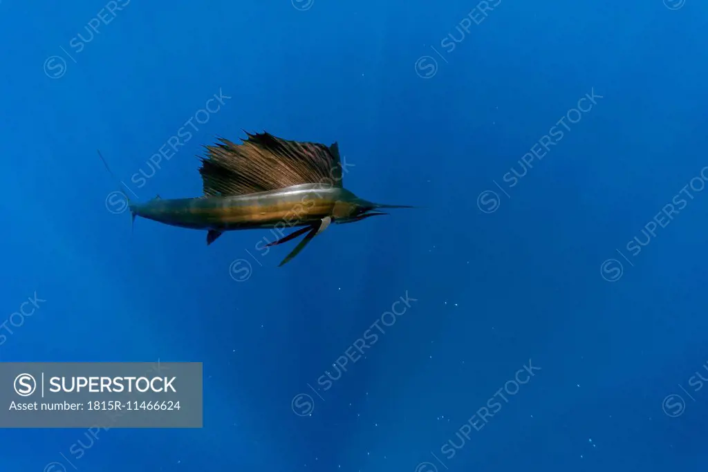 Mexico, Yucatan, Isla Mujeres, Caribbean Sea, Indo-Pacific sailfish, Istiophorus albicans